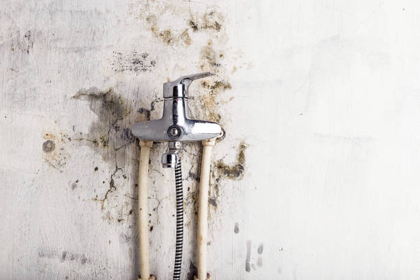 Best Emergency Mold Remediation in Sheridan, OR