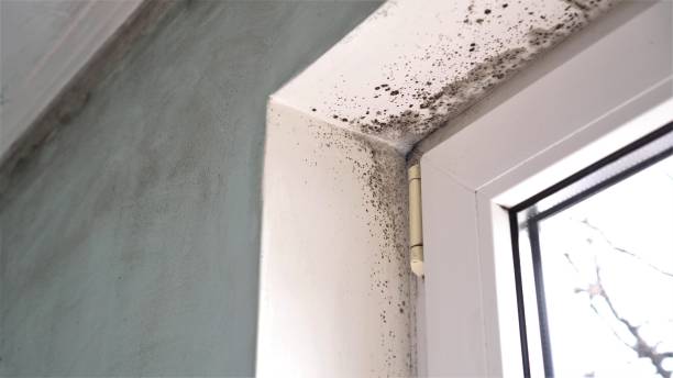 Best Residential Mold Remediation in Sheridan, OR
