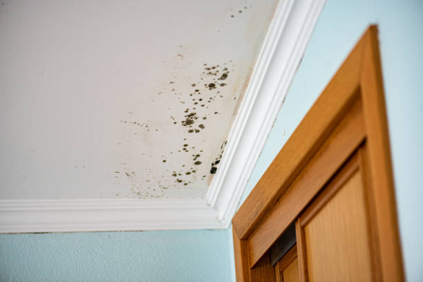 Professional Mold Remediation in Sheridan, OR