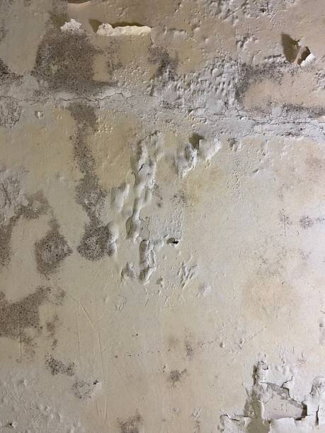 Best Bathroom Mold Remediation in Sheridan, OR