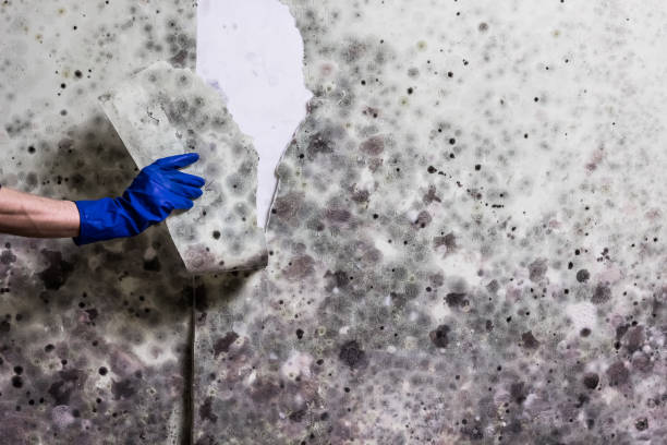 Best Residential Mold Remediation in Sheridan, OR
