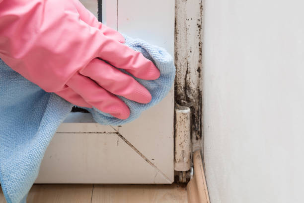 Best Localized Mold Remediation (e.g., coastal areas, humid climates) in Sheridan, OR