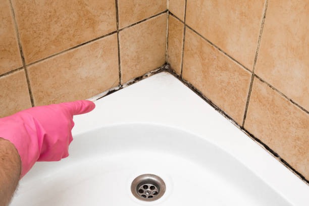 Best Basement Mold Remediation in Sheridan, OR