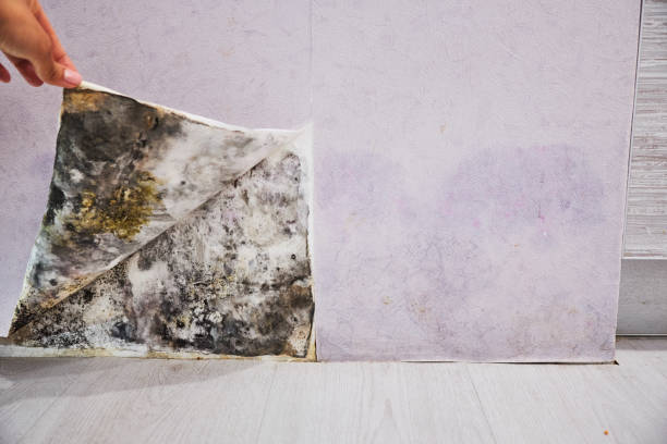 Best Insurance-Related Mold Remediation in Sheridan, OR